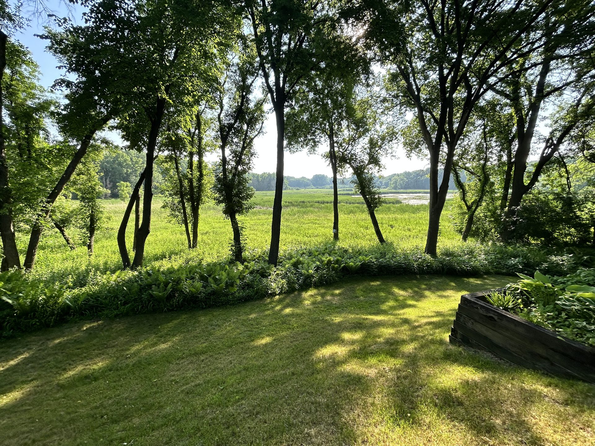 Overgrown Minnesota field and land needing professional brush hogging and mowing service